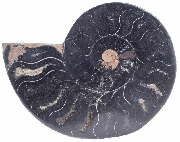 Split Black/Orange Ammonite (Half) - Unusual Coloration #55640